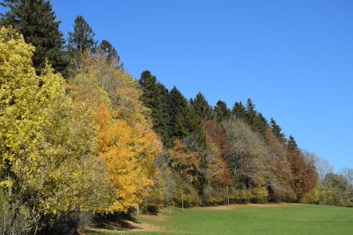 fall forest yellow