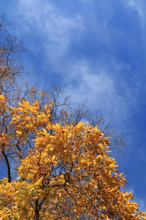 fall leaves sky