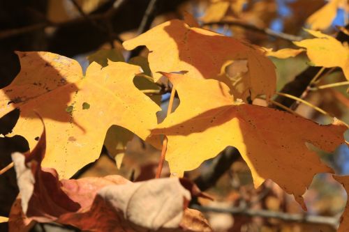 fall leaves autumn