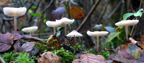 fall mushrooms white