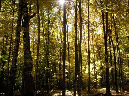 fall forest sunlight