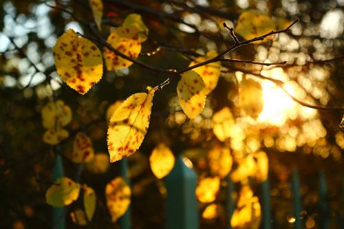 fall leaves forest