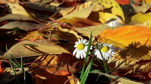 fall flower colors