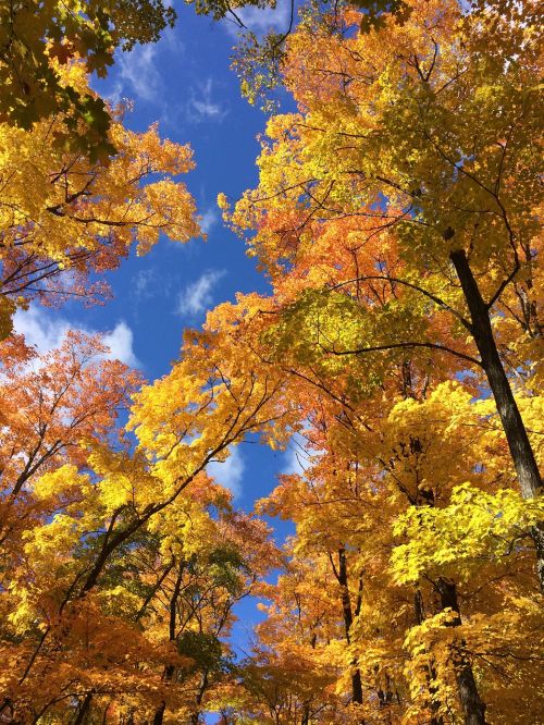 fall leaf yellow