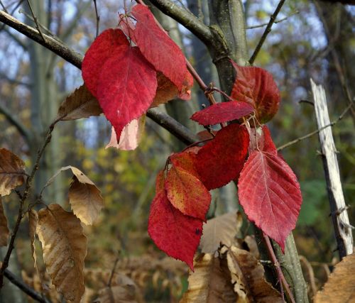 fall leaves brambles