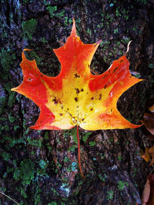 fall nature leaf