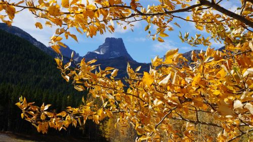 fall leaf tree