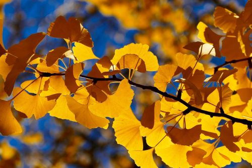 fall leaf tree