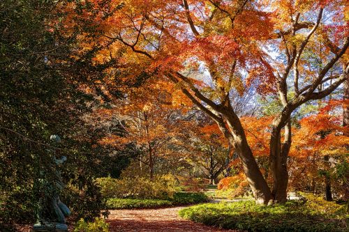 fall tree leaf