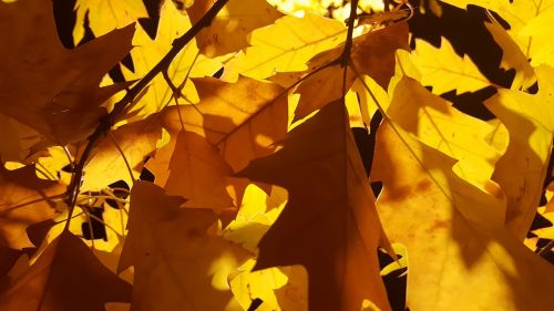 fall leaf maple