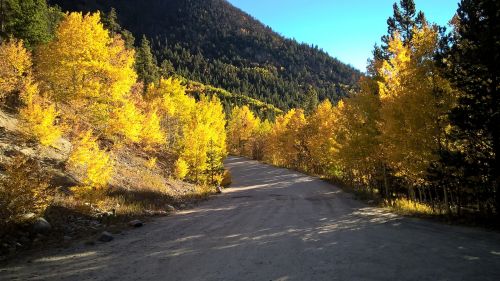 fall road tree