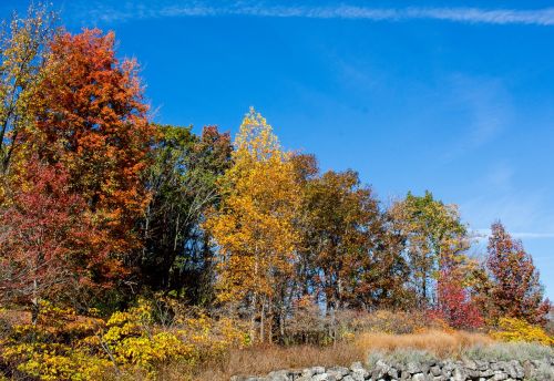 fall tree nature