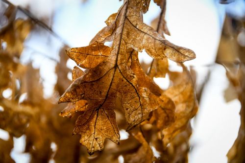 fall nature leaf