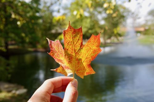 fall nature leaf