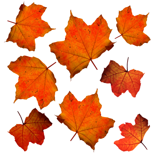 fall leaves leaf