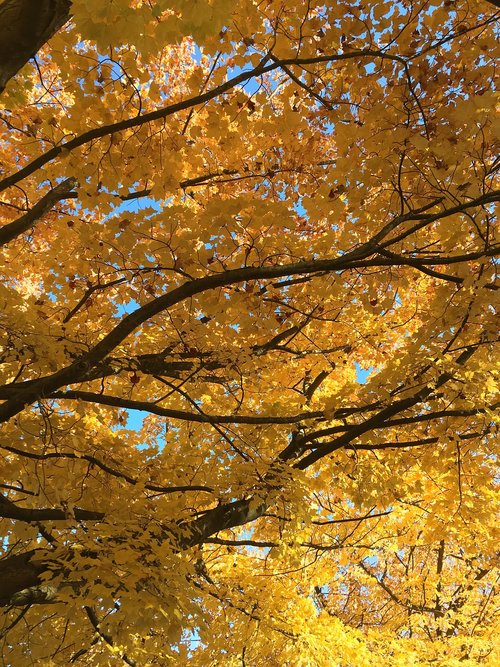 fall  tree  season