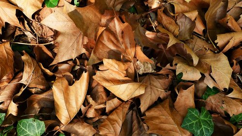 fall  leaf  nature