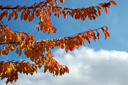 fall  tree  leaves