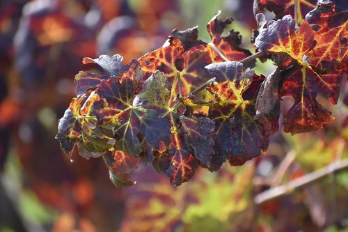 fall  leaf  nature