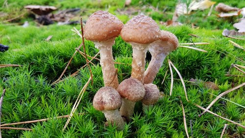 fall  mushroom  forest