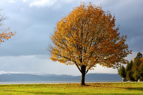 fall autumn tree