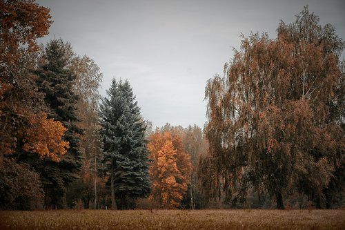 fall  autumn  landscape