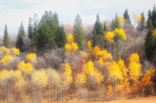 fall  golden  yellow