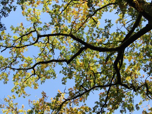 fall  tree  leaves