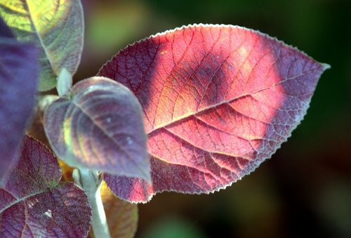 fall  leaf  light