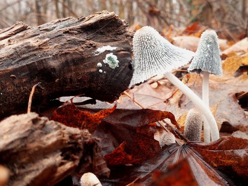 fall  mushrooms  nature