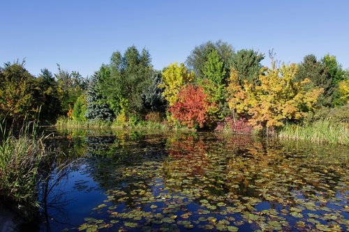 fall  autumn  pond