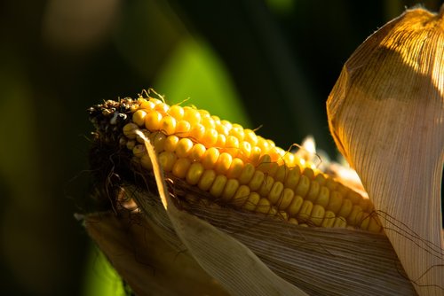 fall  nature  corn