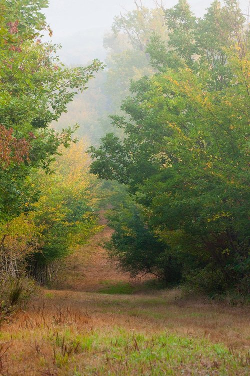 fall  landscape  nature