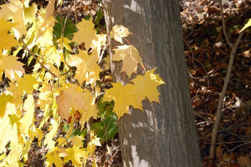 fall autumn tree