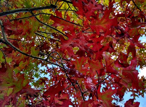 fall read leaves