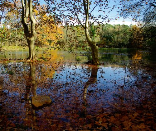 fall lake leaves