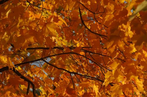 fall color autumn