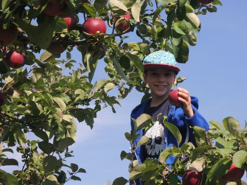 fall apple boy