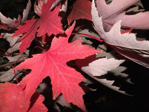 fall leaves red leaf