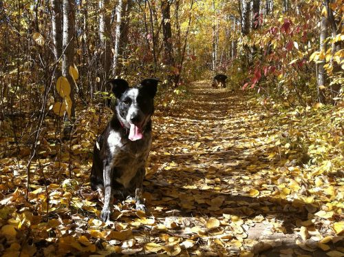 fall autumn dog