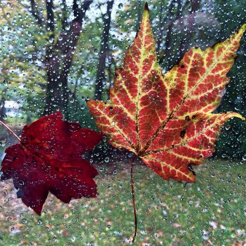 fall autumn leaves