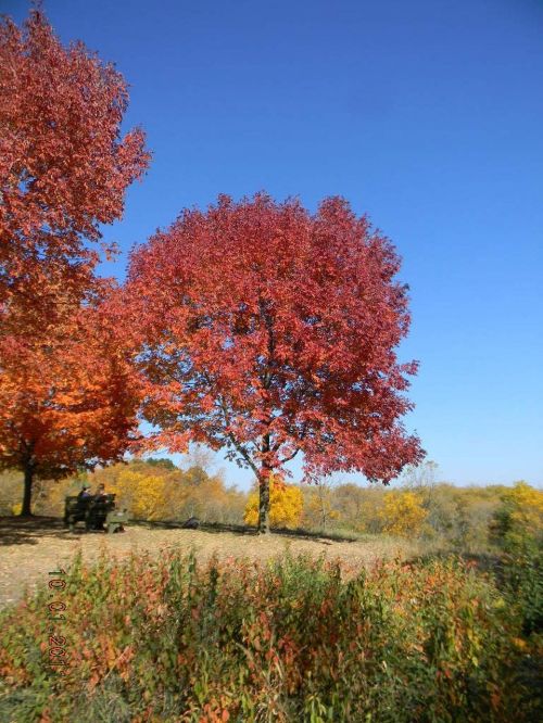 fall foliage usa autumn leaves