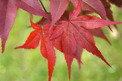 fall maple leaf maple