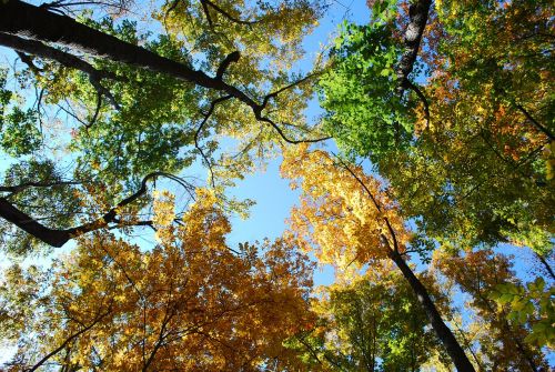 fall forest autumn