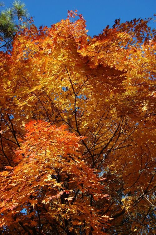fall foilage color