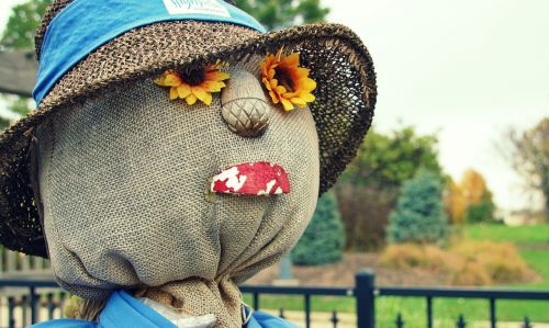 fall scarecrow sunflowers