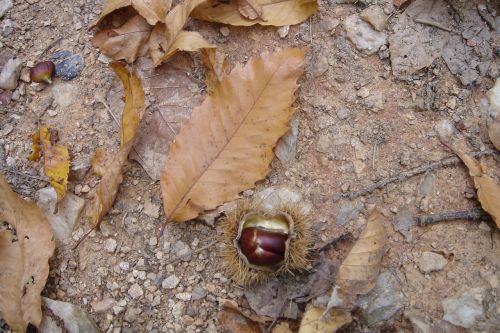october chestnut leaves