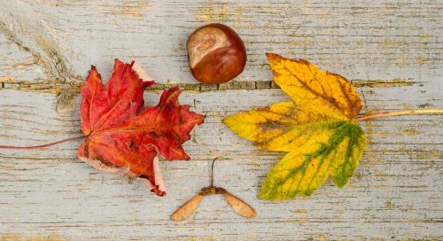fall leafs chestnut