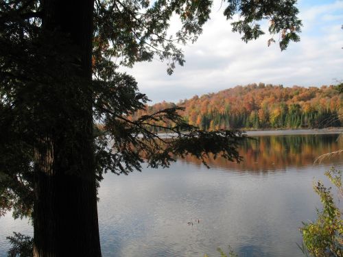 fall nature trees