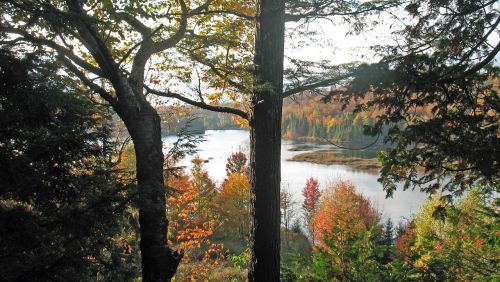 fall trees autumn landscape